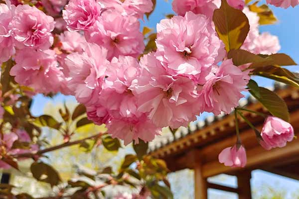 沈陽(yáng)喪葬服務(wù) 沈陽(yáng)喪葬服務(wù)