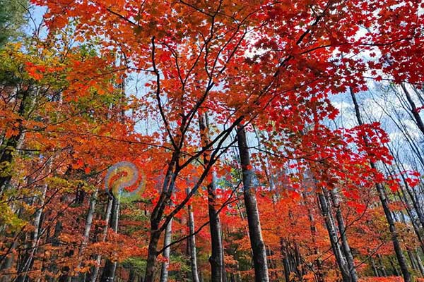 沈陽(yáng)殯葬禮儀服務(wù) 沈陽(yáng)殯葬禮儀服務(wù)